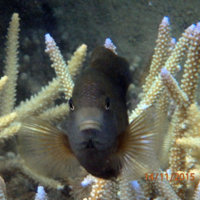 Stegastes nigricans