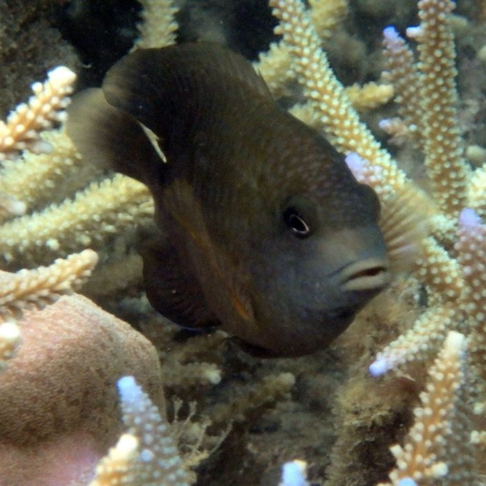 Stegastes nigricans