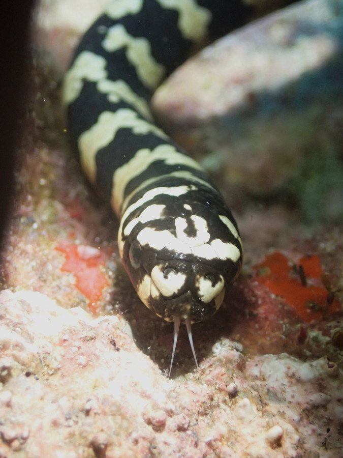 Emydocephalus annulatus