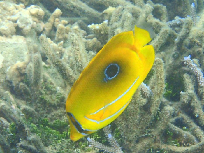 Chaetodon bennetti
