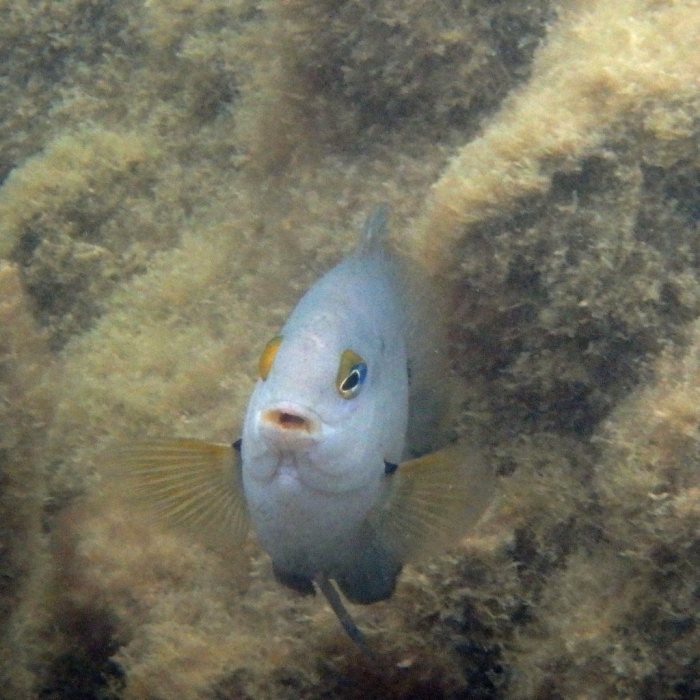 Stegastes nigricans