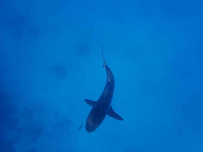Carcharhinus amblyrhynchos
