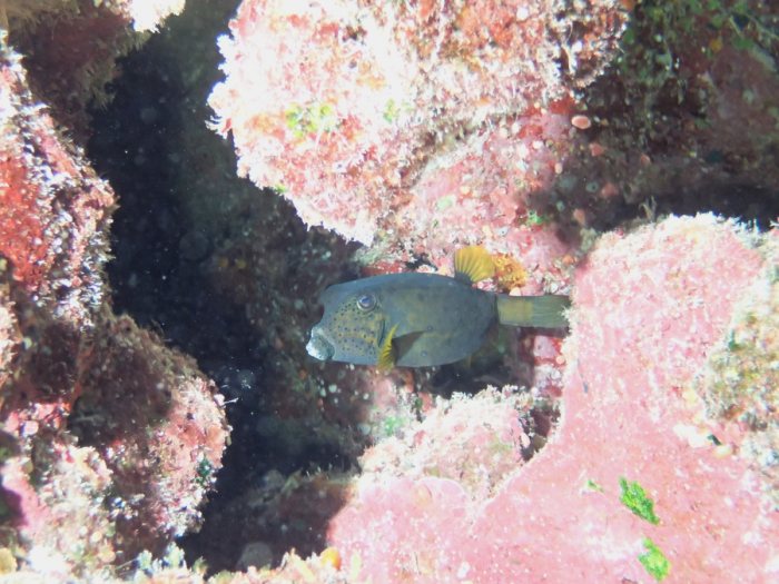 Ostracion cubicus