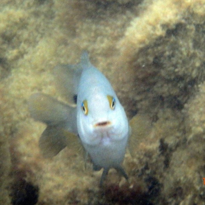 Stegastes nigricans