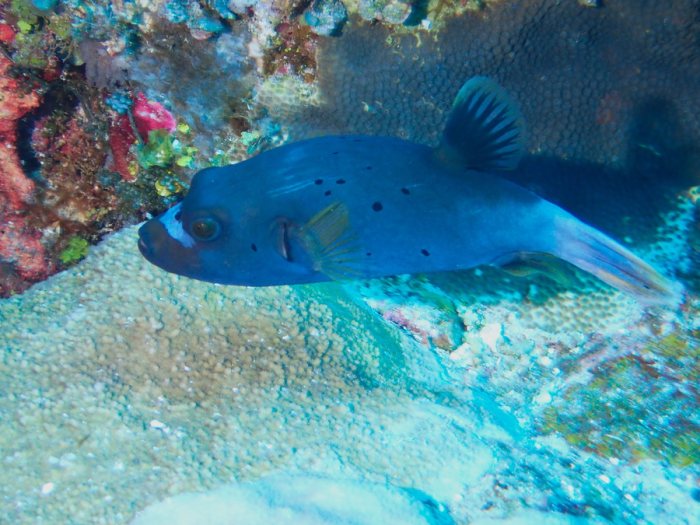 Arothron nigropunctatus