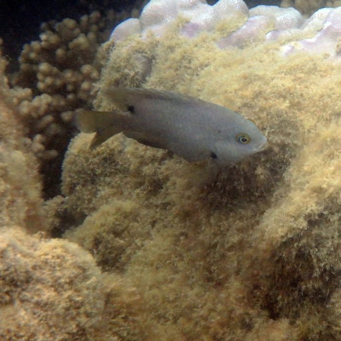 Stegastes nigricans