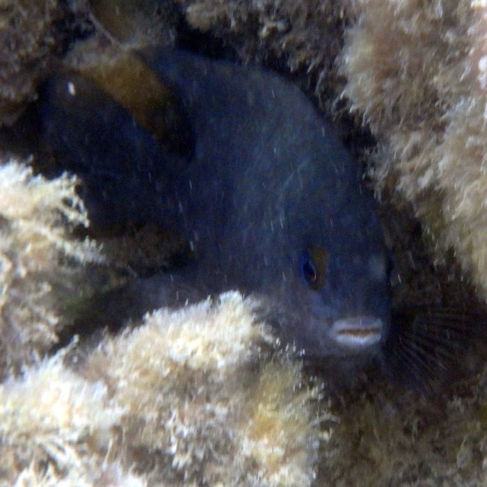 Stegastes nigricans