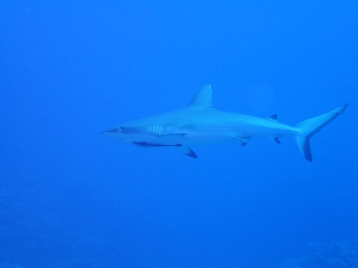 Carcharhinus amblyrhynchos