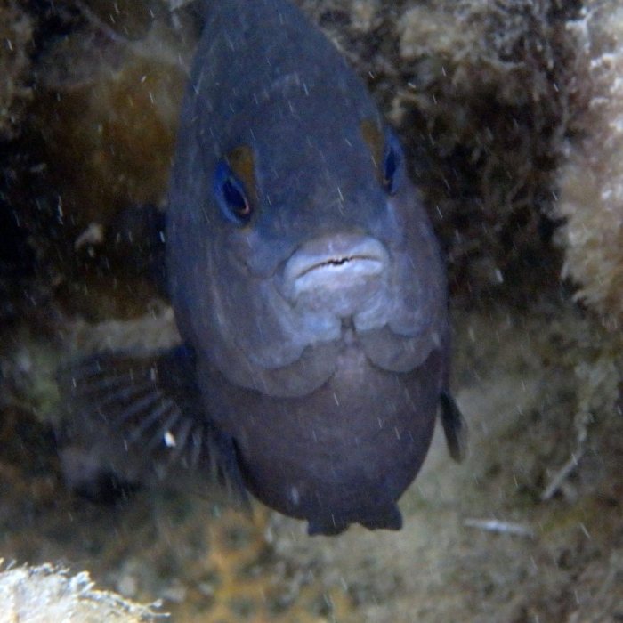 Stegastes nigricans