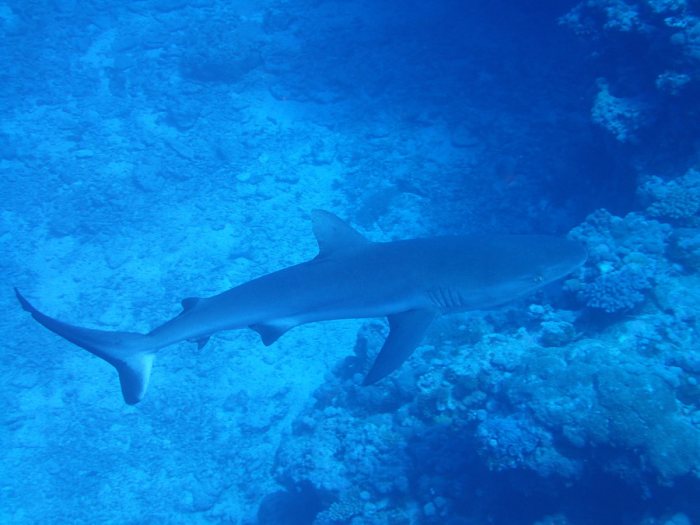 Carcharhinus amblyrhynchos