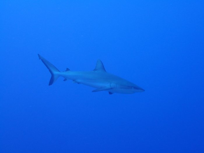 Carcharhinus amblyrhynchos