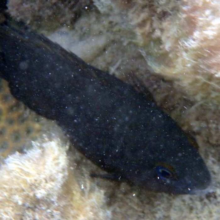 Stegastes nigricans