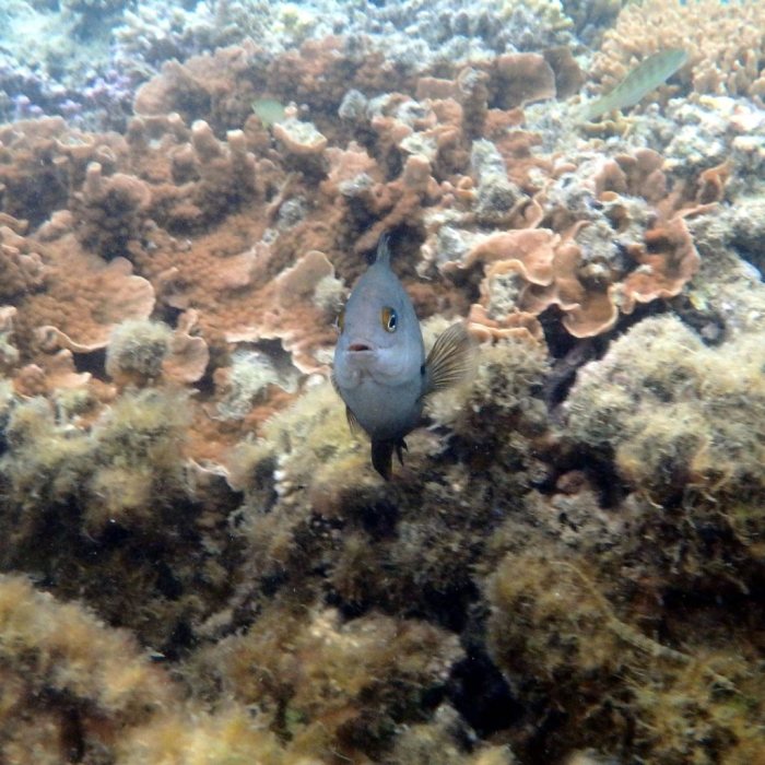 Stegastes nigricans