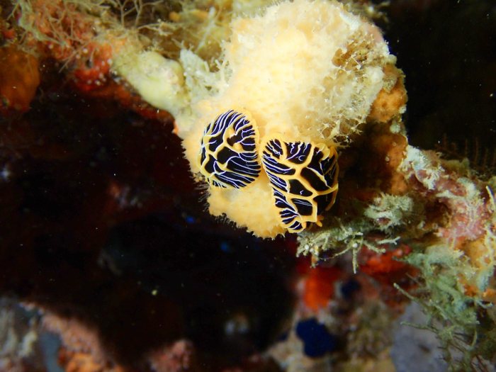 Reticulidia halgerda
