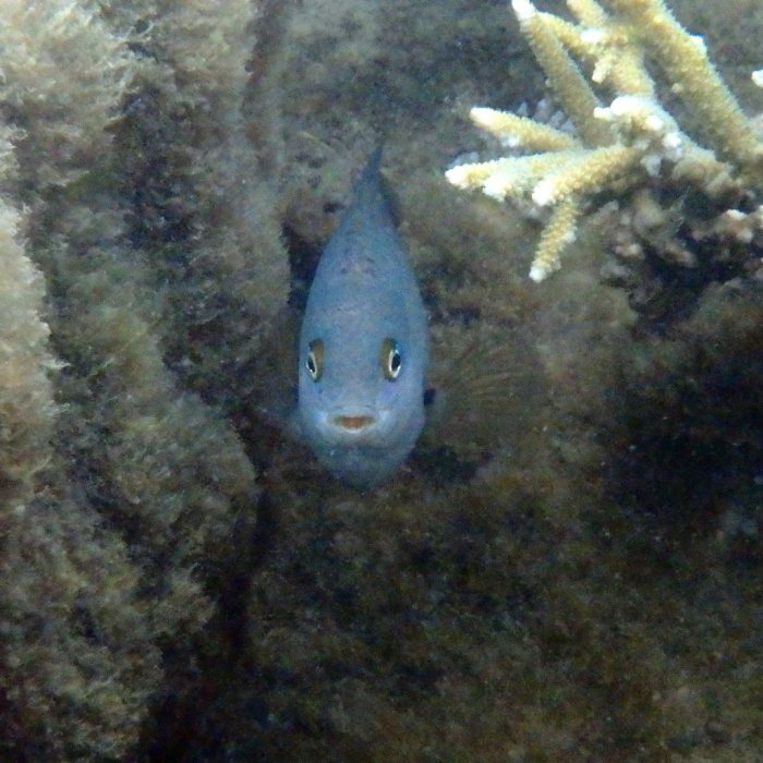 Stegastes nigricans