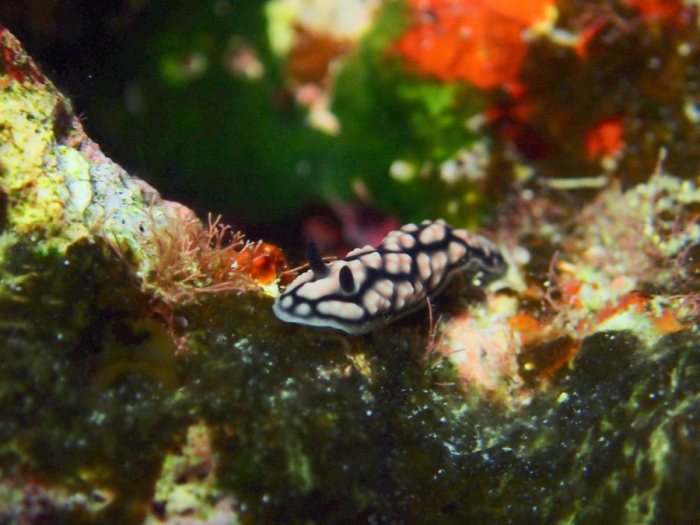 Phyllidiella pustulosa