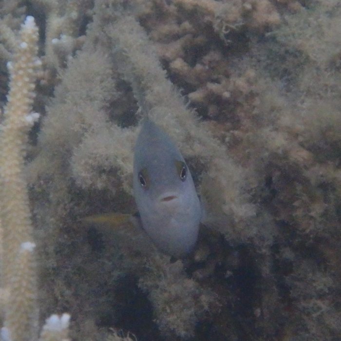 Stegastes nigricans