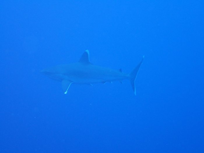 Carcharhinus albimarginatus
