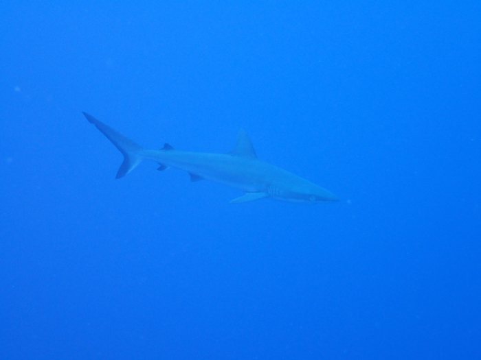 Carcharhinus amblyrhynchos