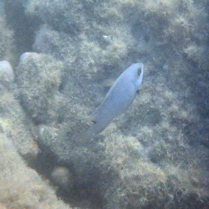 Stegastes nigricans
