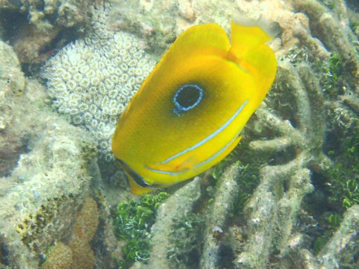 Chaetodon bennetti