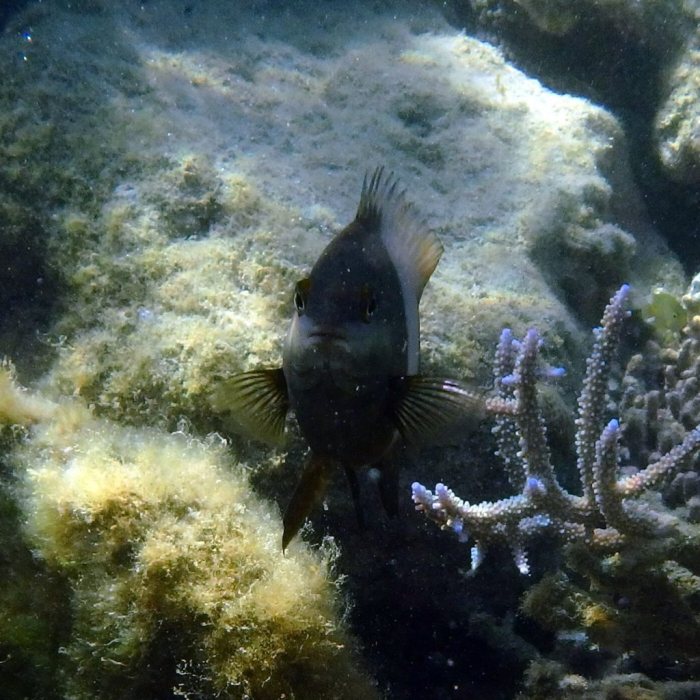 Stegastes nigricans