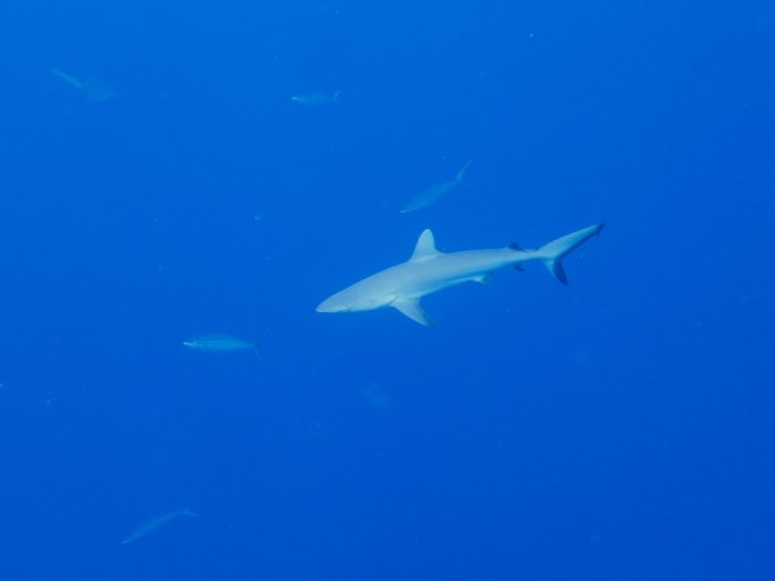 Carcharhinus amblyrhynchos