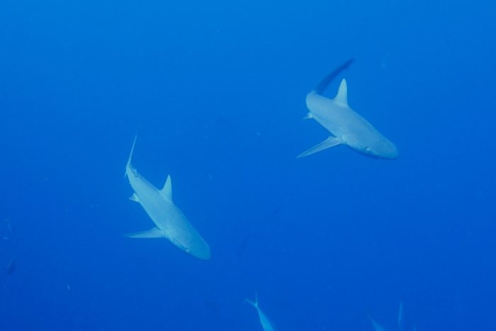 Carcharhinus amblyrhynchos