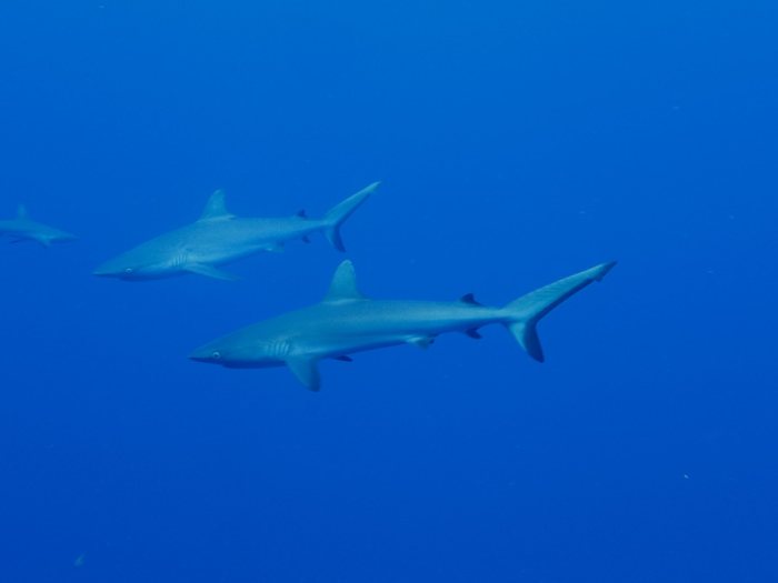 Carcharhinus amblyrhynchos