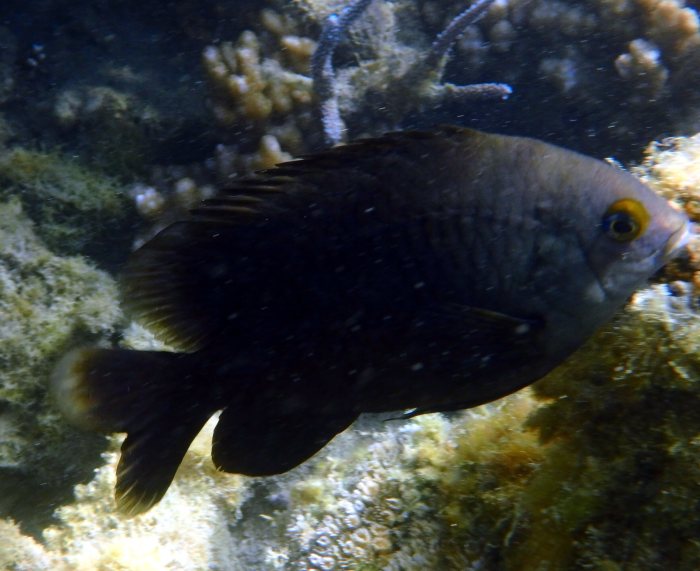 Stegastes nigricans