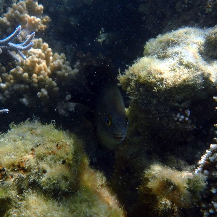 Stegastes nigricans