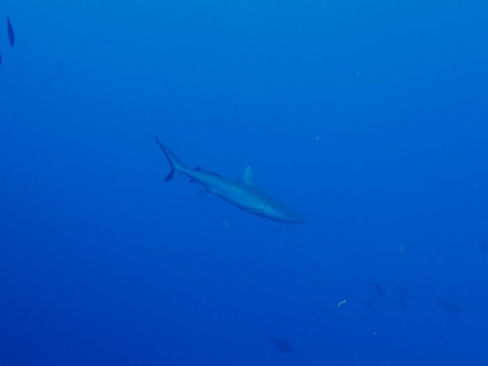Carcharhinus amblyrhynchos