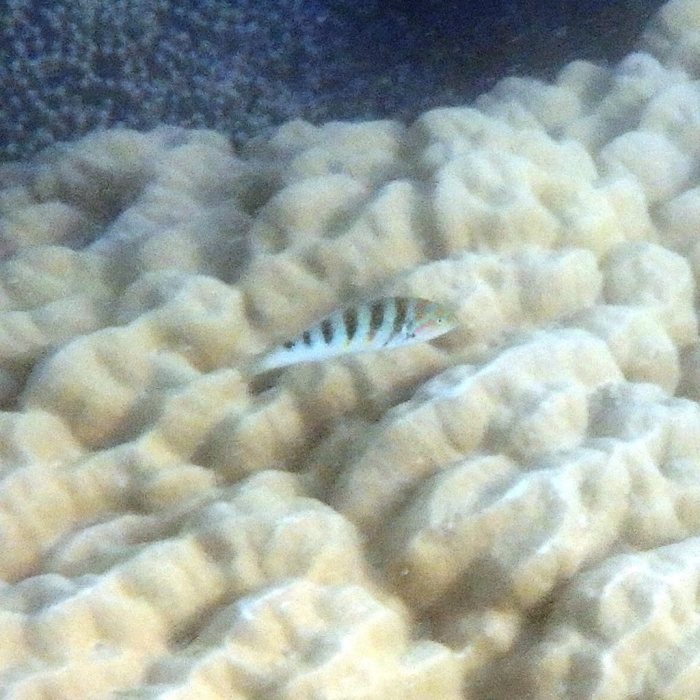 Thalassoma hardwicke