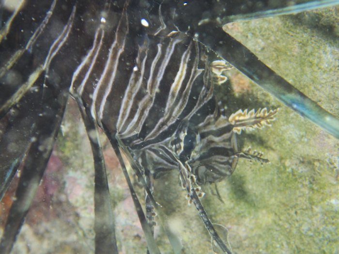 Poisson-scorpion
