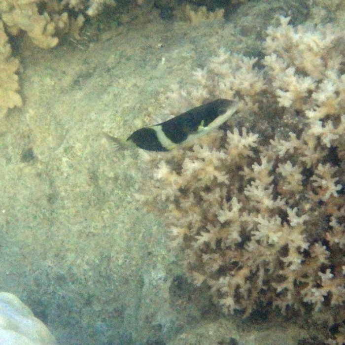 Thalassoma jansenii
