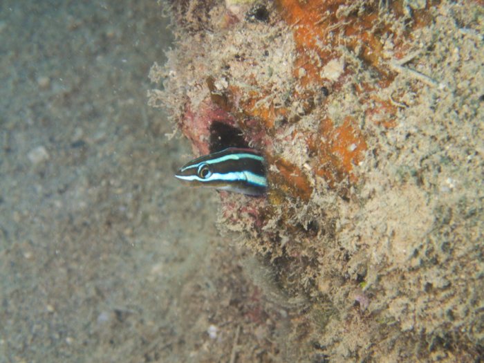 Plagiotremus rhinorhynchos