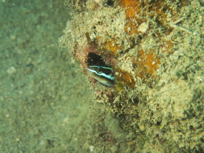 Plagiotremus rhinorhynchos