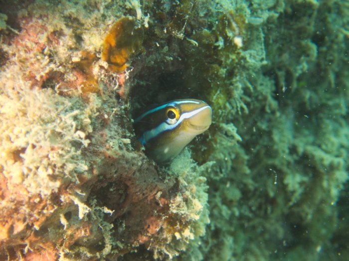 Plagiotremus rhinorhynchos