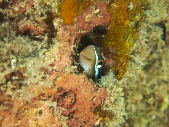 Plagiotremus rhinorhynchos