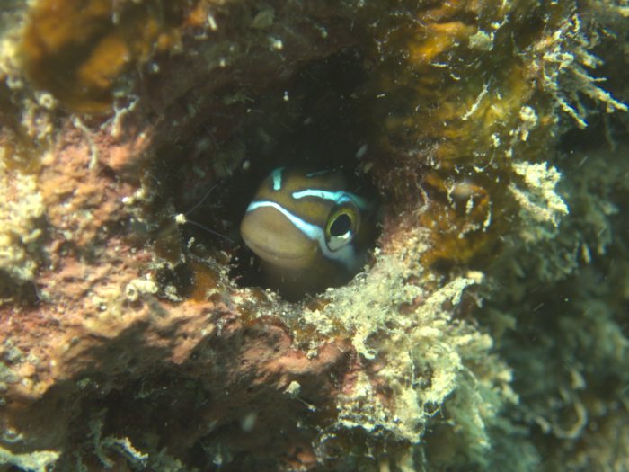 Plagiotremus rhinorhynchos