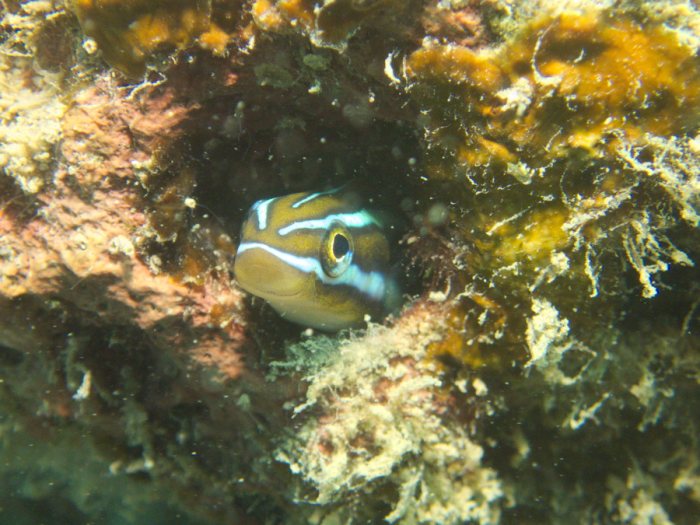 Plagiotremus rhinorhynchos