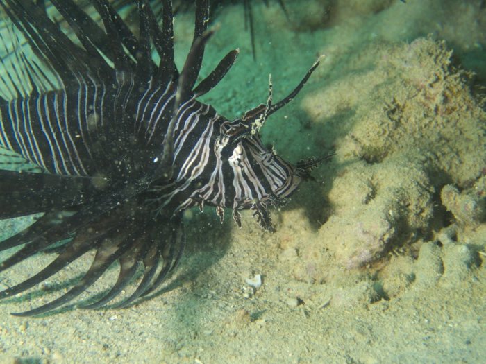 Poisson-scorpion