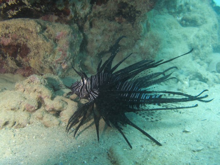 Poisson-scorpion