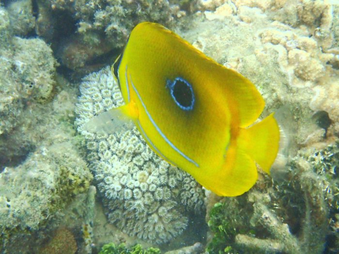 Chaetodon bennetti