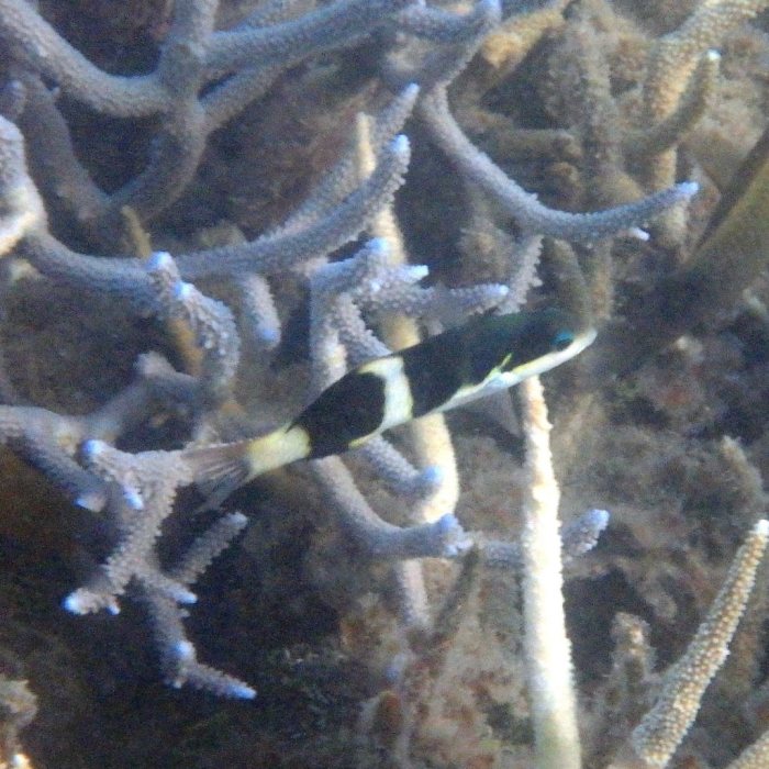 Thalassoma jansenii