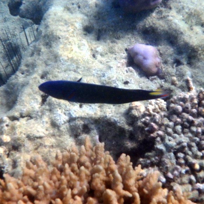 Thalassoma lunare