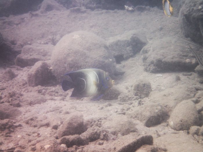 Pomacanthus semicirculatus