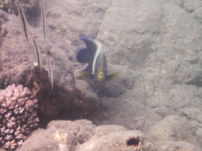 Pomacanthus semicirculatus
