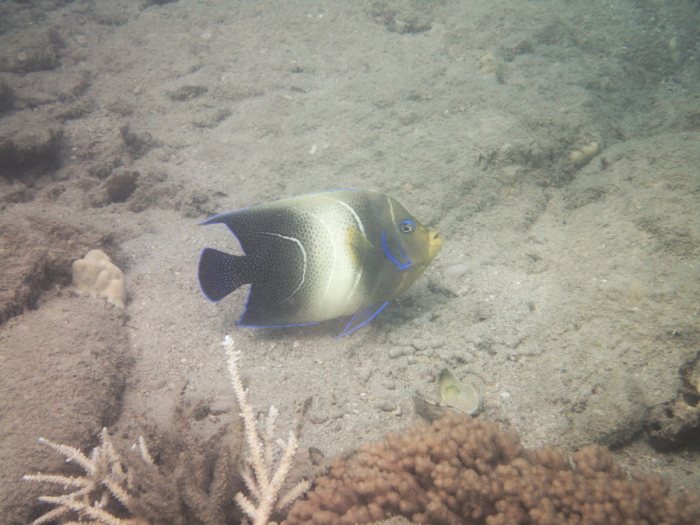 Pomacanthus semicirculatus