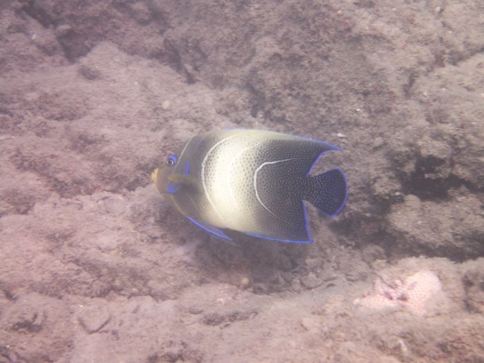 Pomacanthus semicirculatus